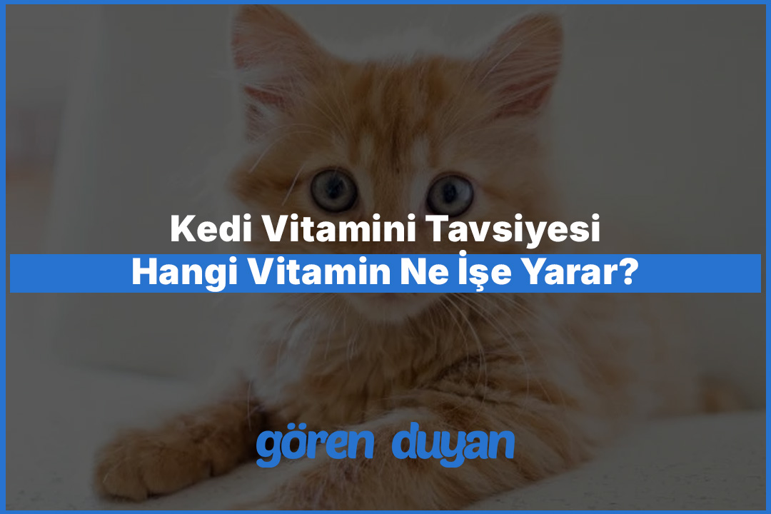 Kedi Vitamini Tavsiyesi: Hangi Vitamin Ne İşe Yarar?