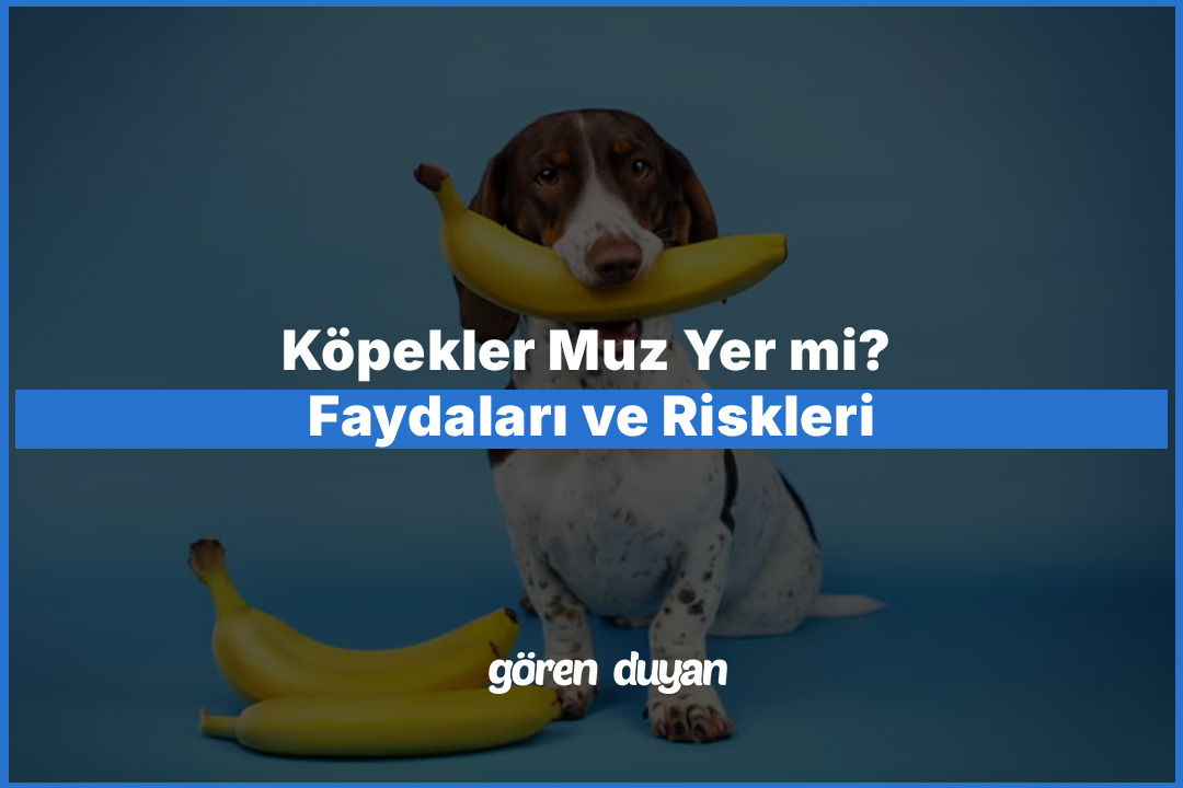 Köpekler Muz Yer mi? Faydaları ve Riskleri
