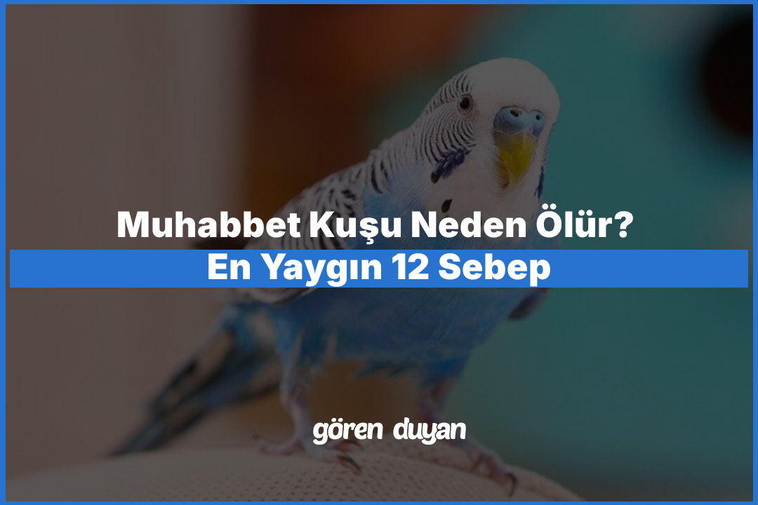 Muhabbet Kuşu Neden Ölür? En Yaygın 12 Sebep