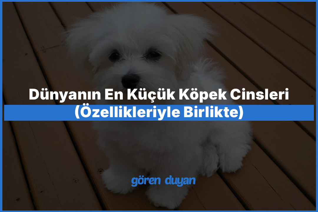 Dünyanın En Küçük Köpek Cinsleri (Özellikleriyle Birlikte)