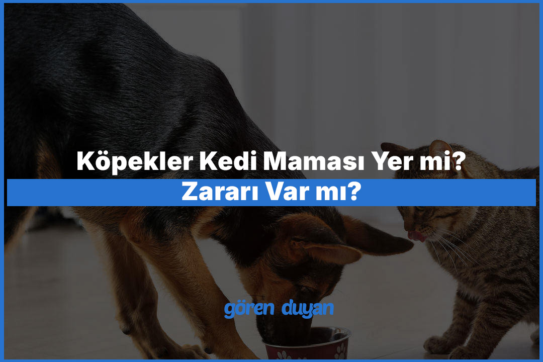 Köpekler Kedi Maması Yer mi? Zararı Var mı?