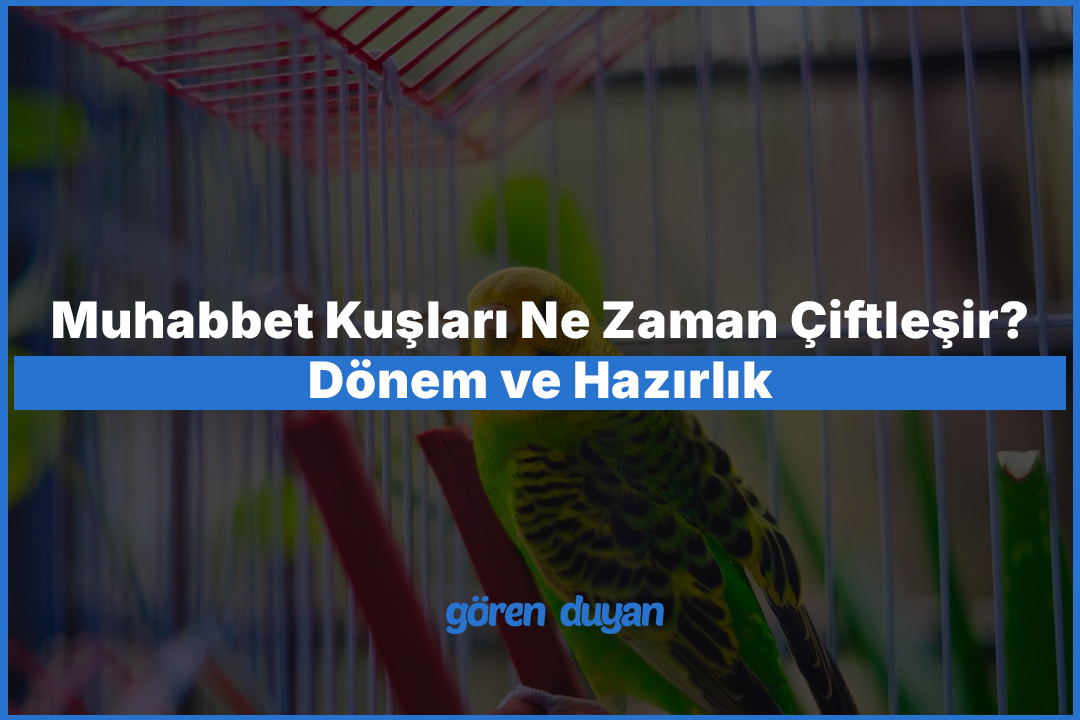 Muhabbet Kuşları Ne Zaman Çiftleşir? Dönem ve Hazırlık