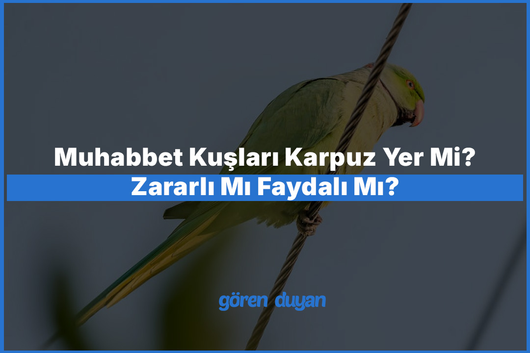 Muhabbet Kuşları Karpuz Yer Mi? Zararlı Mı Faydalı Mı?