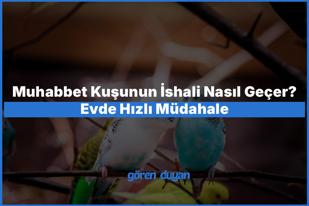 Muhabbet Kuşunun İshali Nasıl Geçer? Evde Hızlı Müdahale