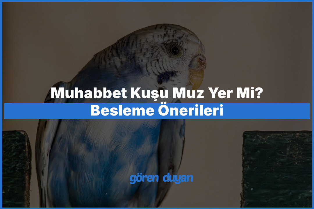 Muhabbet Kuşu Muz Yer Mi Besleme Önerileri