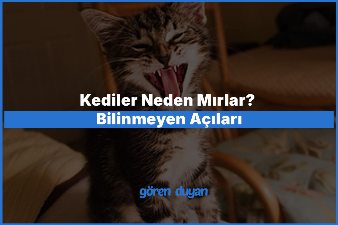 Kediler Neden Mırlar? – Bilinmeyen Açıları