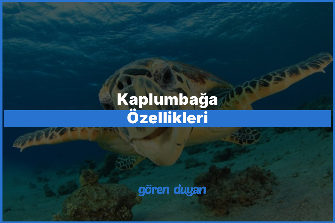 Kaplumbağa Özellikleri: Doğanın En Dayanıklı Canlıları
