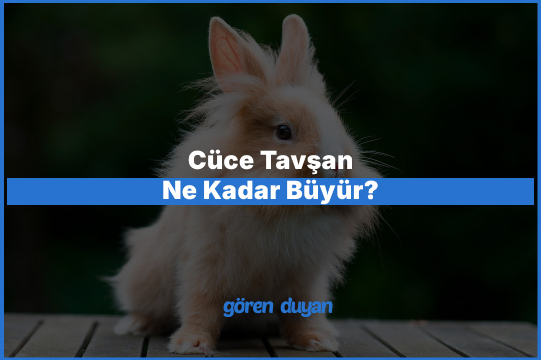 Cüce Tavşan Ne Kadar Büyür? Boyut ve Büyüme Rehberi