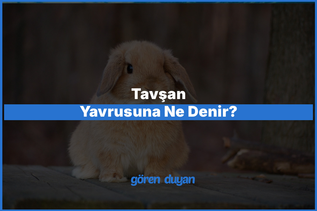Tavşan Yavrusuna Ne Denir? Yavru Tavşan Hakkında Her Şey
