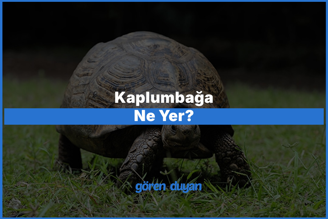 Kaplumbağa Ne Yer? Beslenme Rehberi