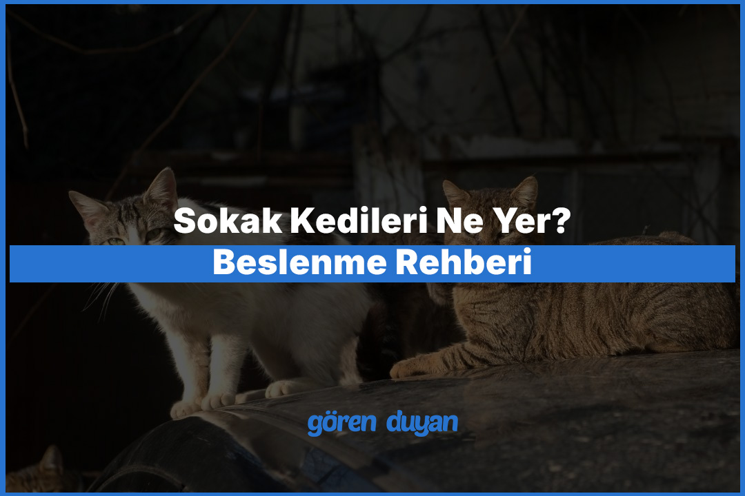 Sokak Kedileri Ne Yer? Beslenme Rehberi