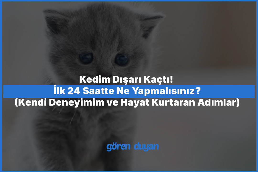 Kedim Dışarı Kaçtı! İlk 24 Saatte Ne Yapmalısınız? (Kendi Deneyimim ve Hayat Kurtaran Adımlar)