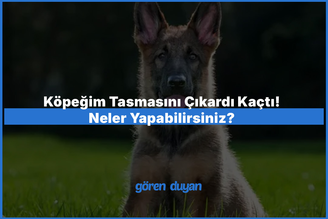 Köpeğim Tasmasını Çıkardı Kaçtı! Neler Yapabilirsiniz?