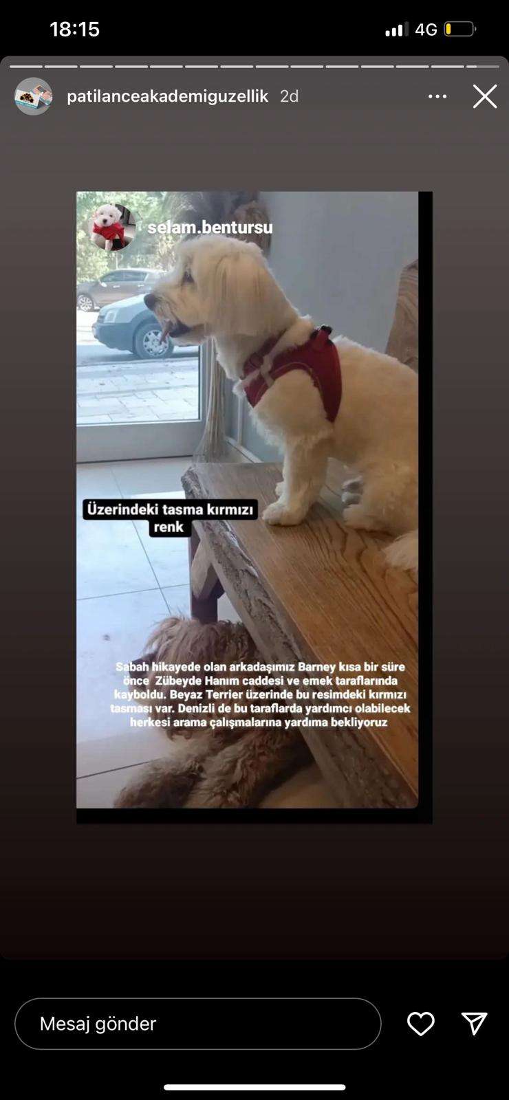 Terrier