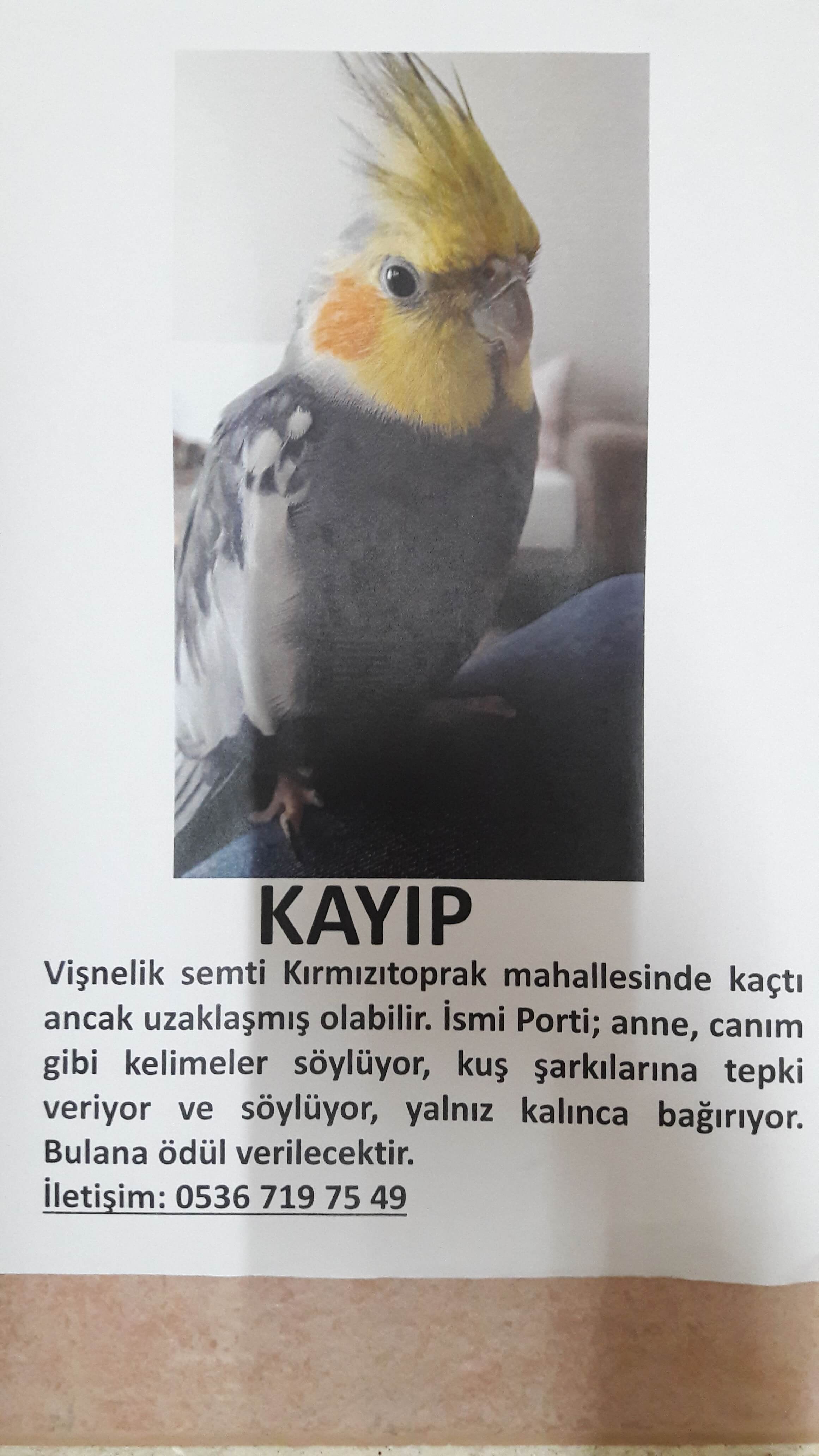 ESKISEHIR KAYIP KUS