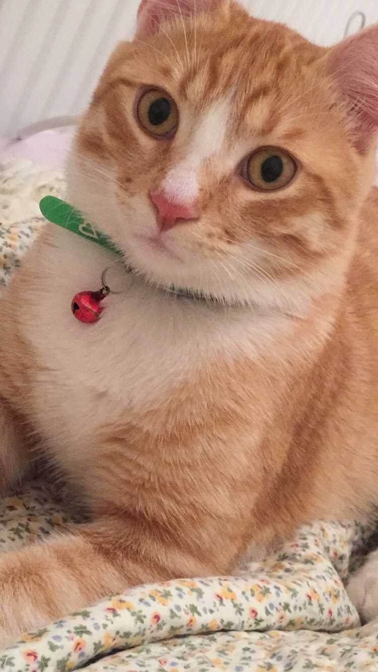 Kayıp kedi İlanı 7107 Gören Duyan