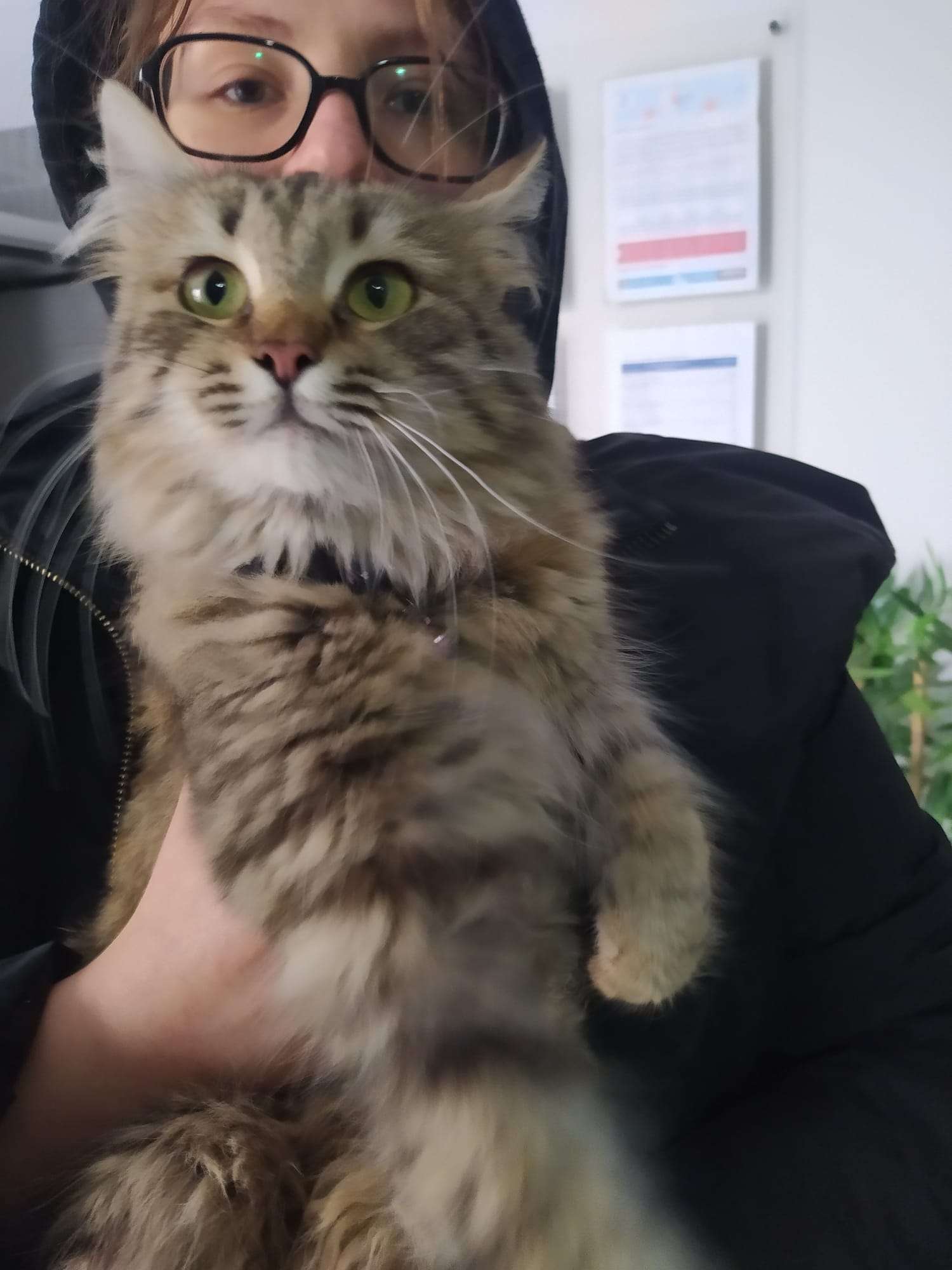 Kurtköy Pendik/İstanbul TASMASI İLE KEDİ BULUNDU