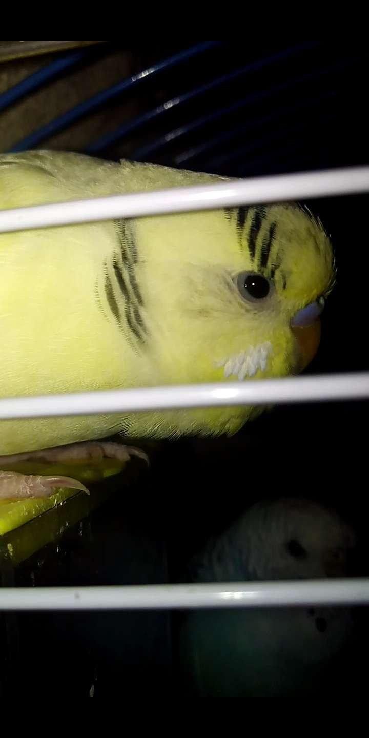 Sarı Muhabbet Kuşu