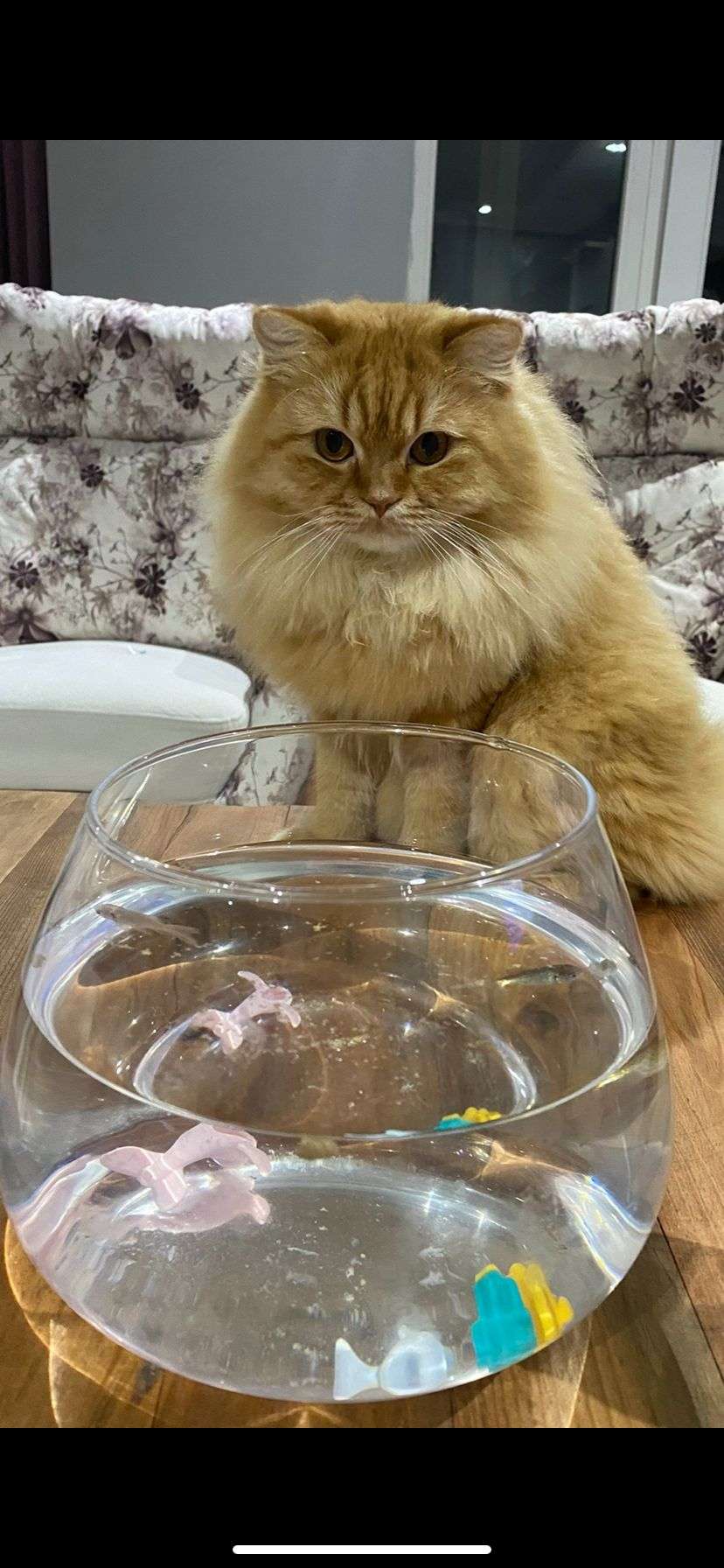 Kayıp Kedi İlanı 6425 Gören Duyan