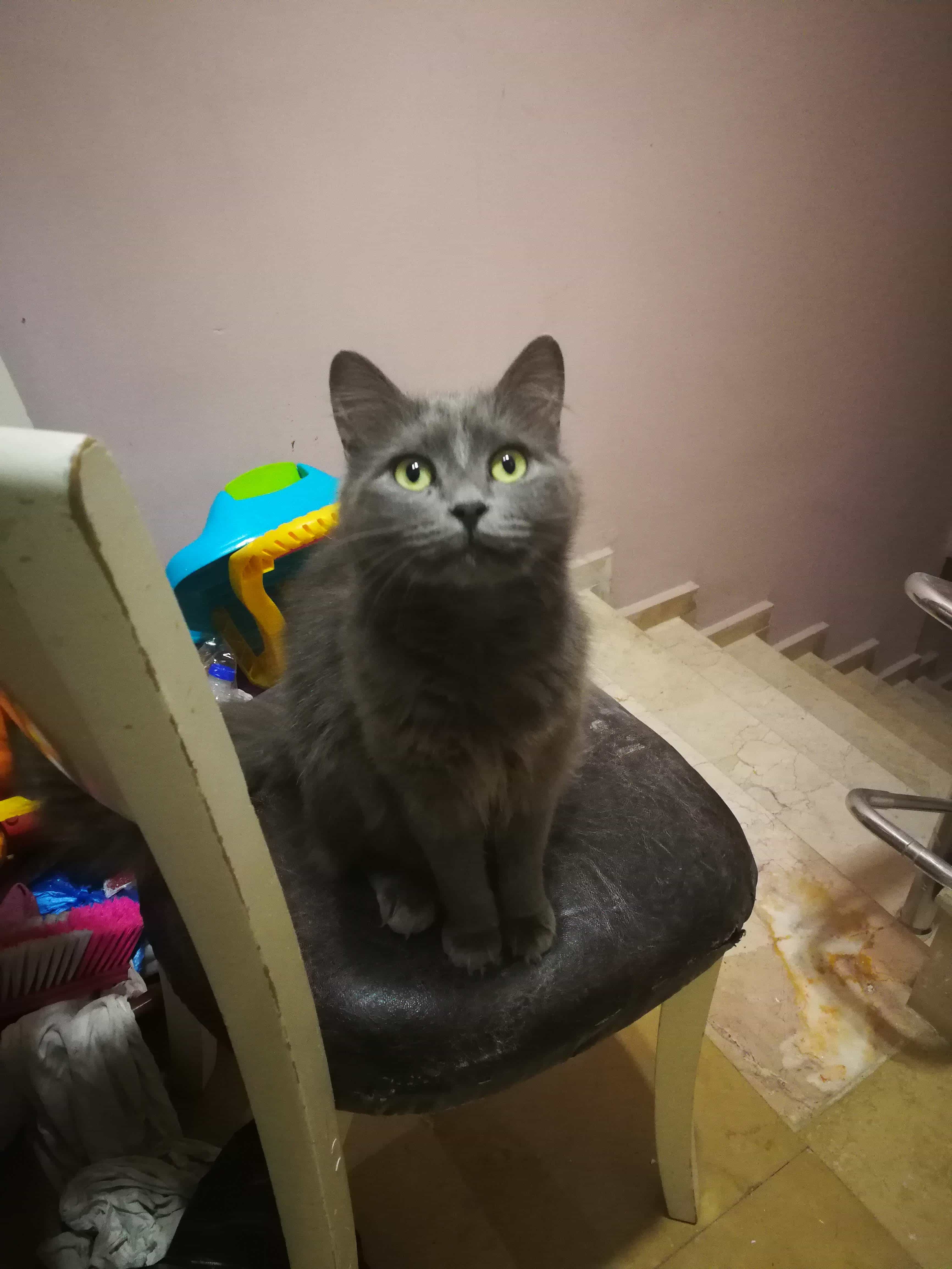 Bulunuk Gri kedi İstanbul Ümraniye Şerifali Gören Duyan