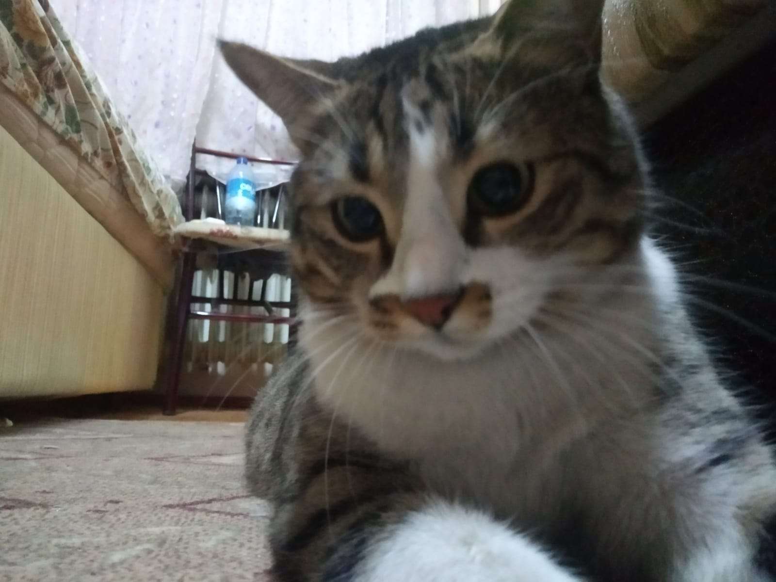 Konya/Meram kedim kayıp!!