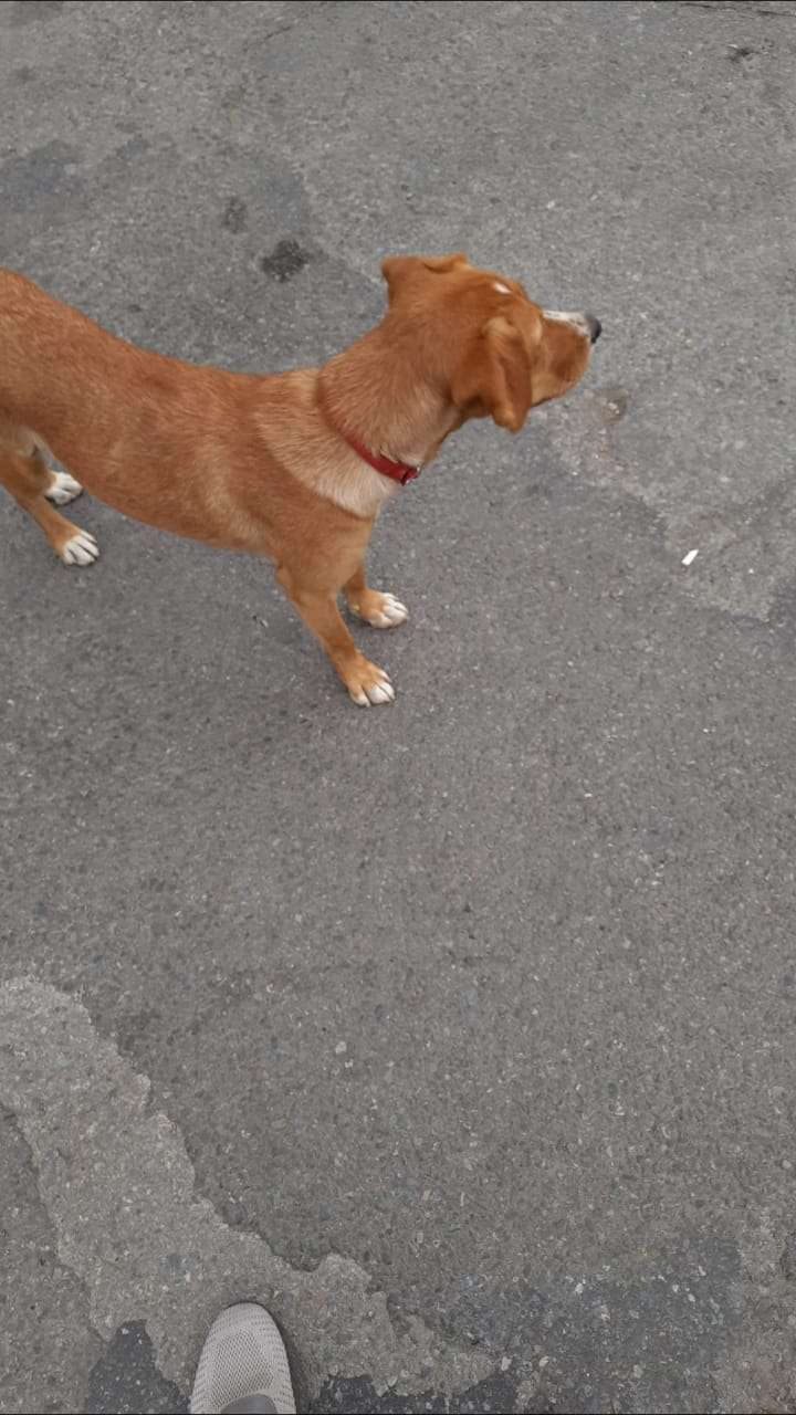 Soğanlık Metrosu Kahverengi Köpek