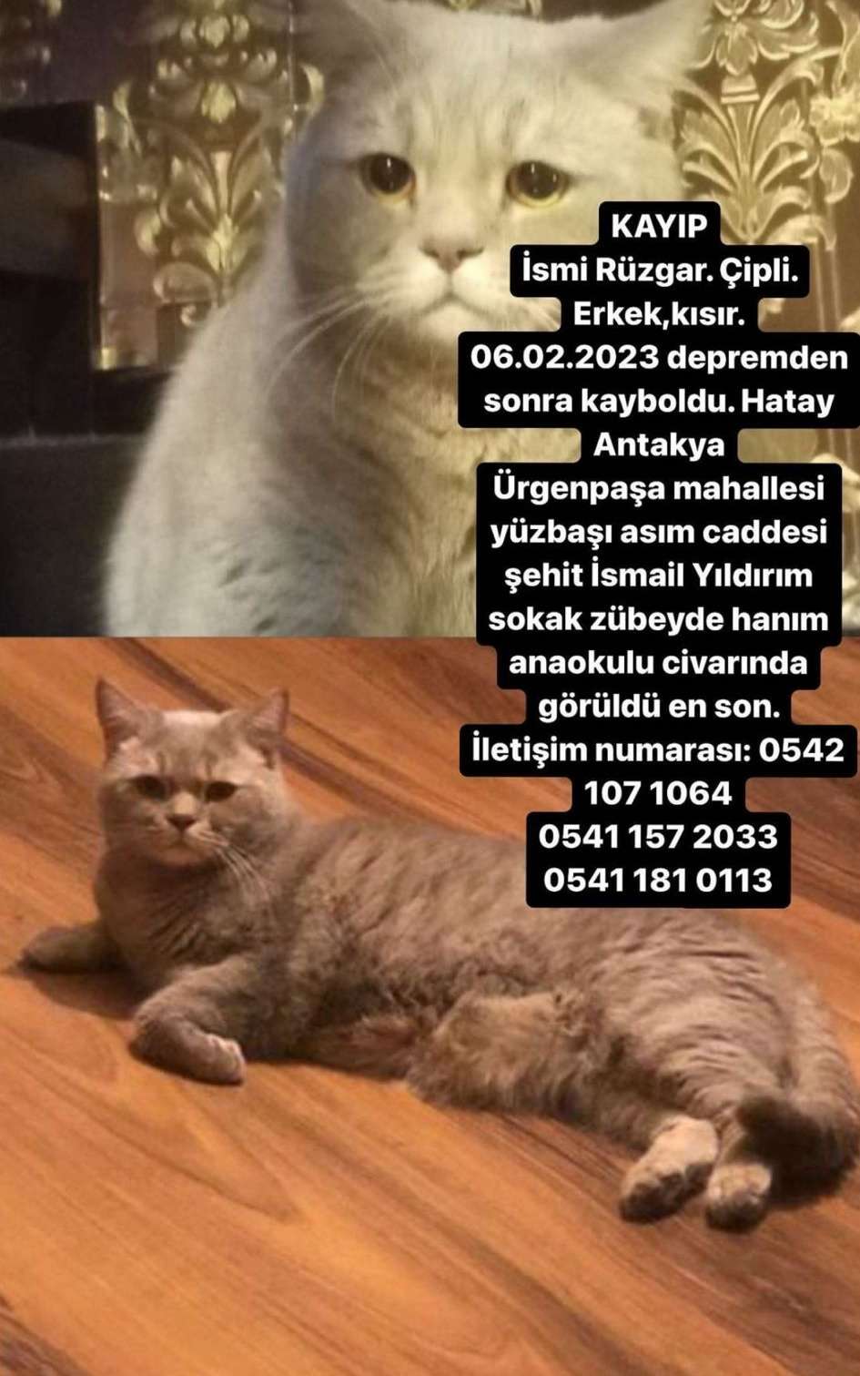 Kayıp kedi