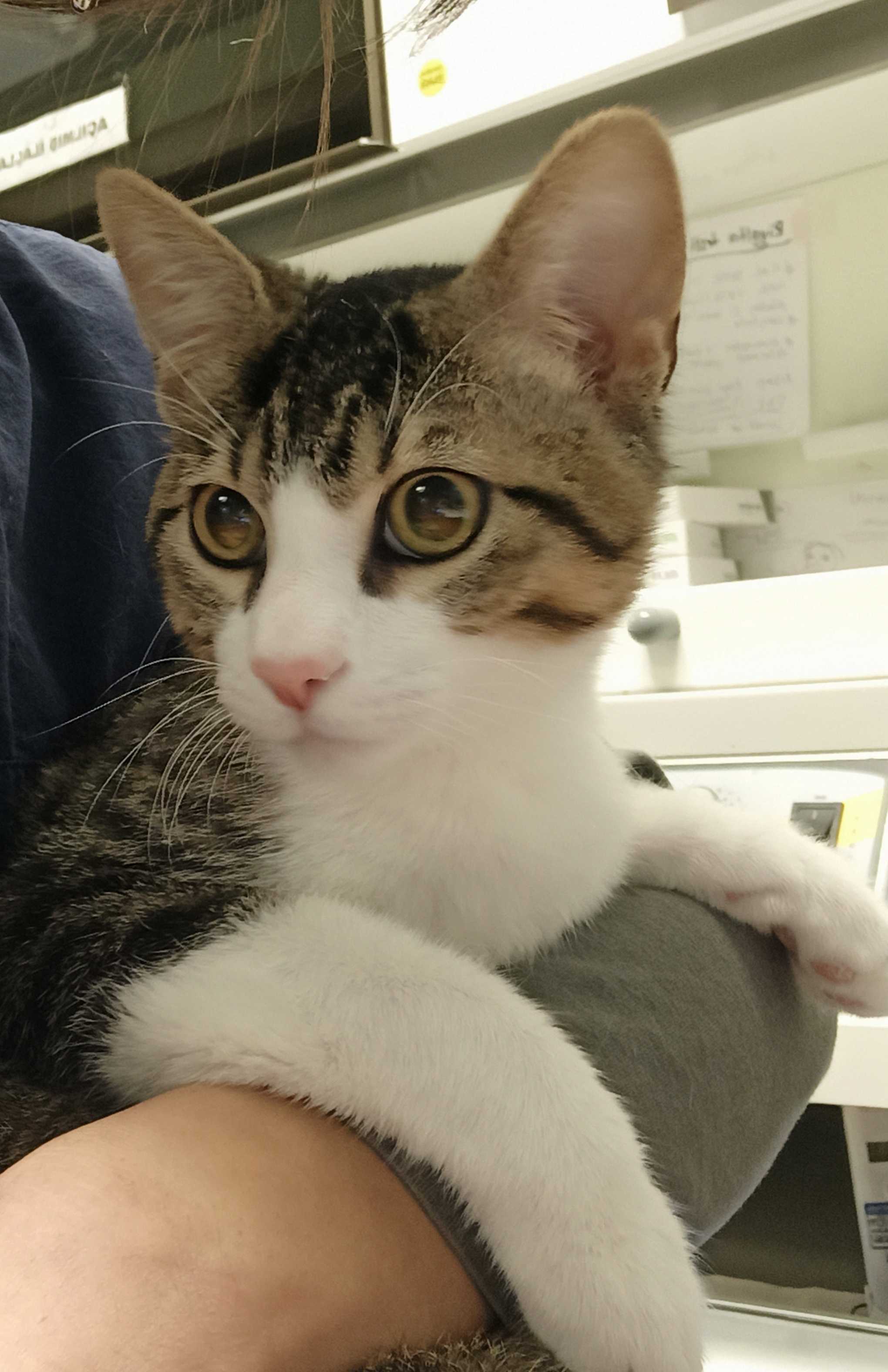 KEDİ KADIKÖY İlanı 5013 Gören Duyan