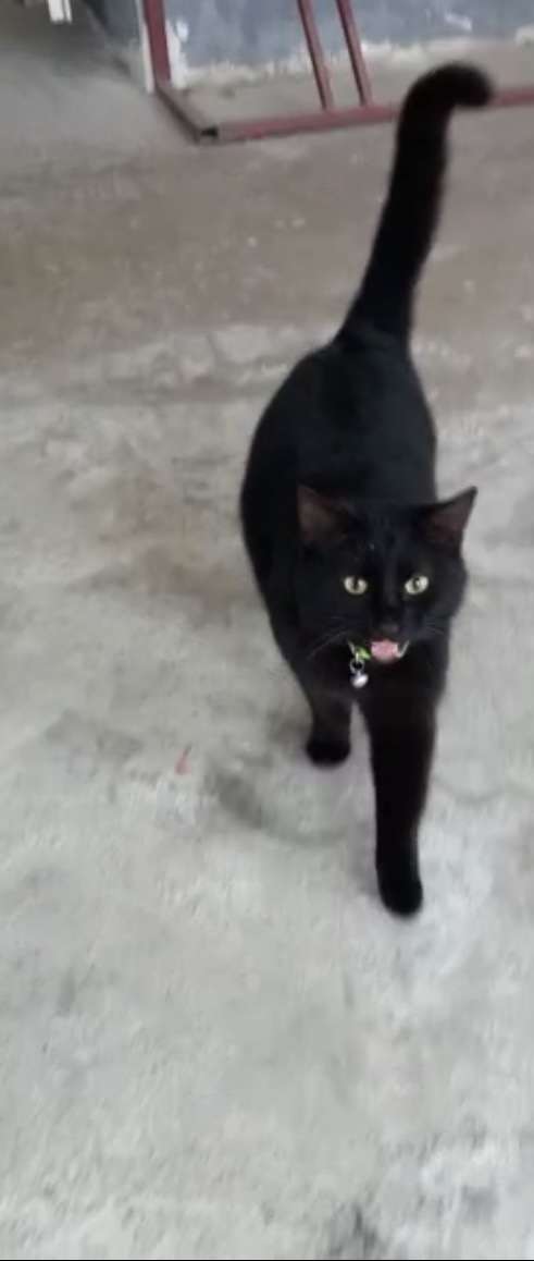 Bursa Nilüfer Siyah Yeşil Tasmalı kedi