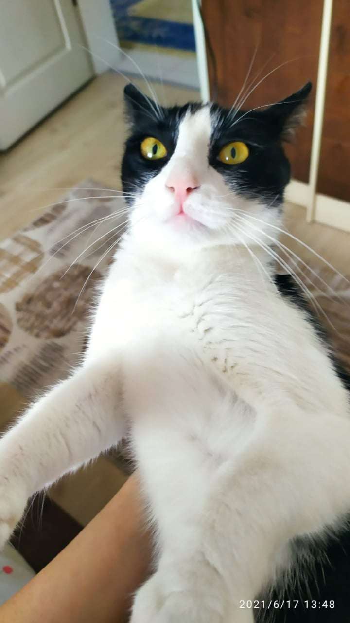 1,5 yaşında dişi smokin cinsi kedi İlanı 7114 Gören Duyan
