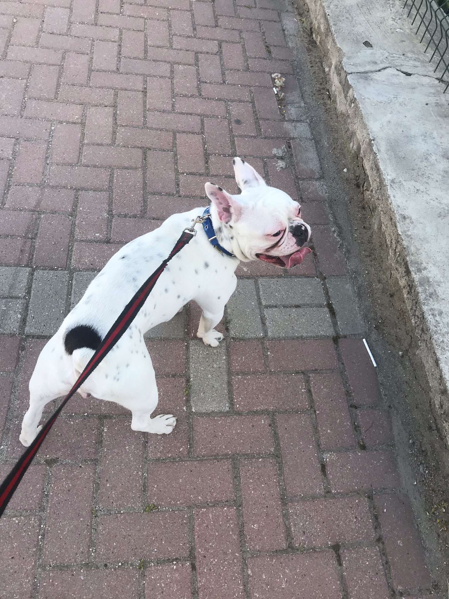 Kayıp Köpek Aranıyor French Bulldog