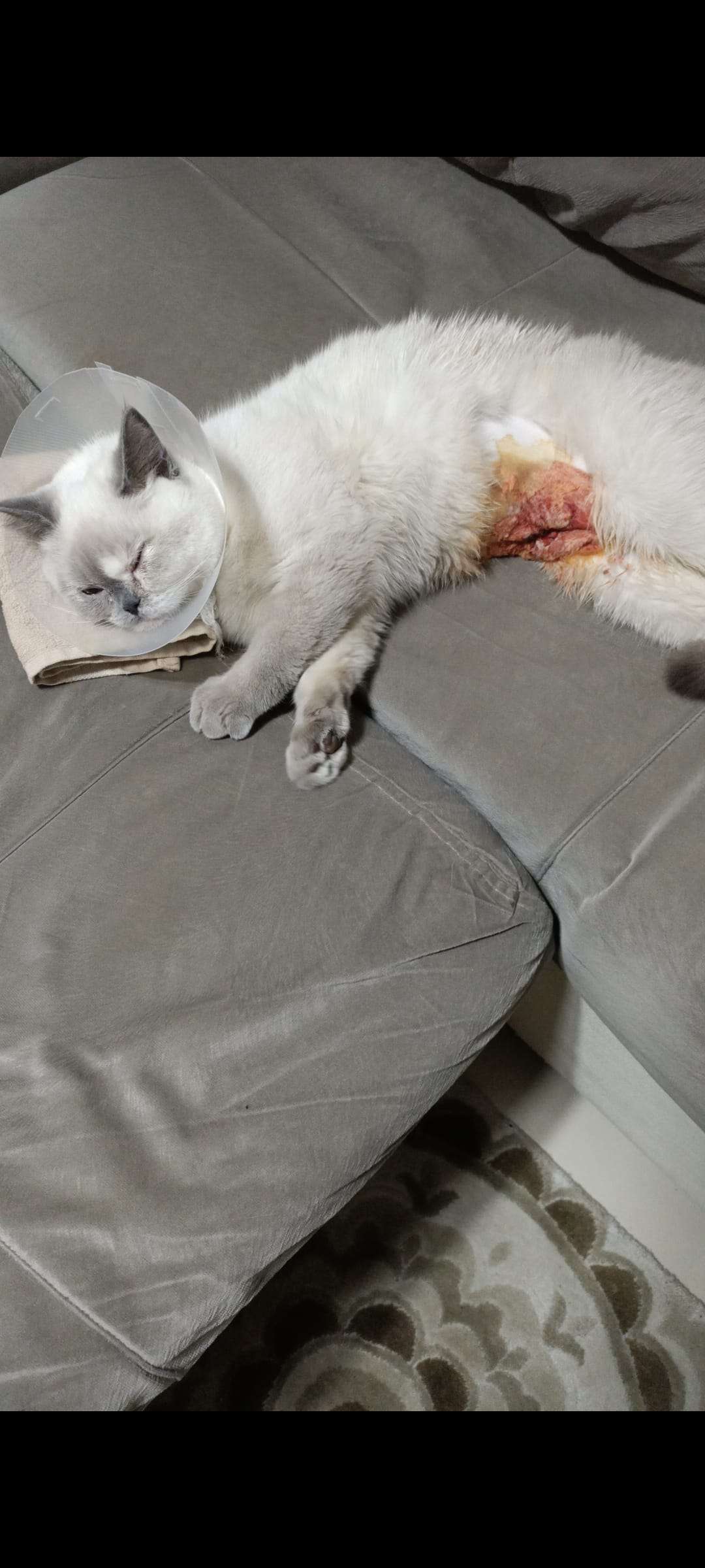 Malatya Kayıp Ameliyatlı Kedi (Biber)