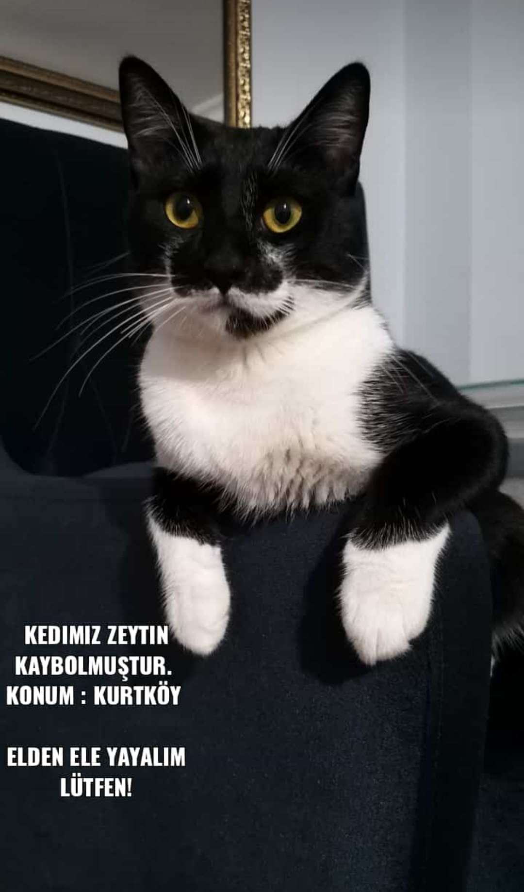 KAYIP KEDİ