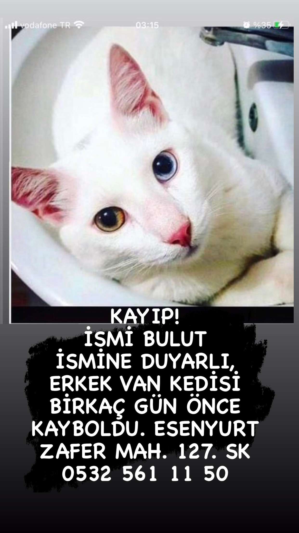 Kedim kayıp!