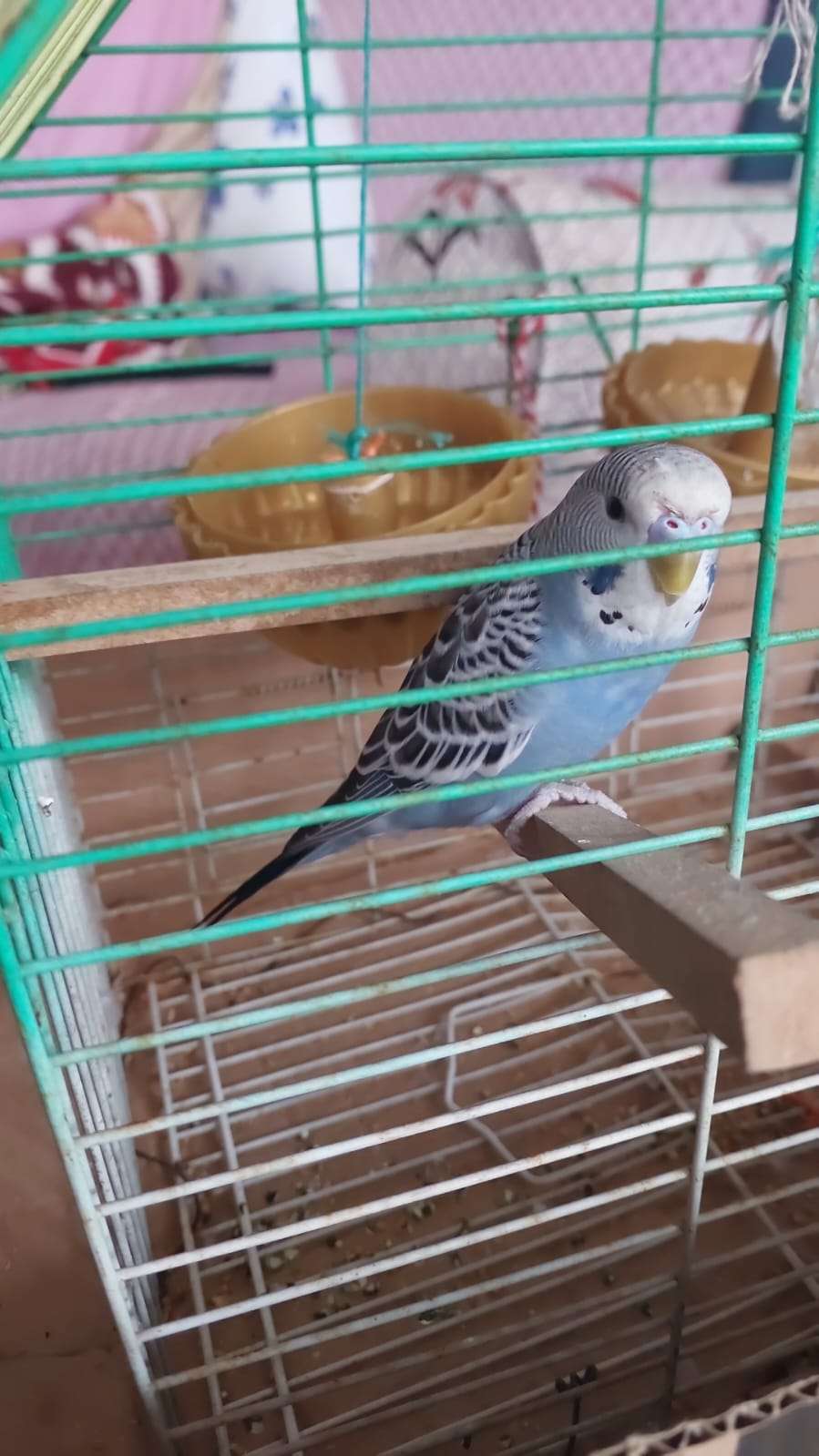 Kayipmuhabbet kuşu