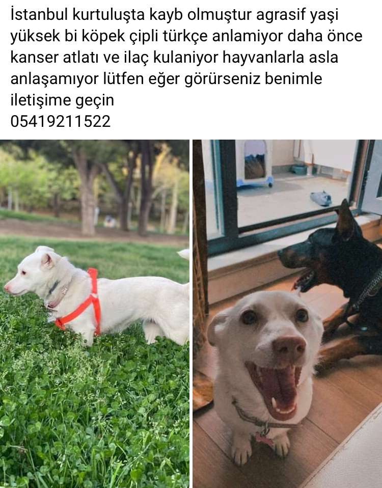 Kayıp köpek