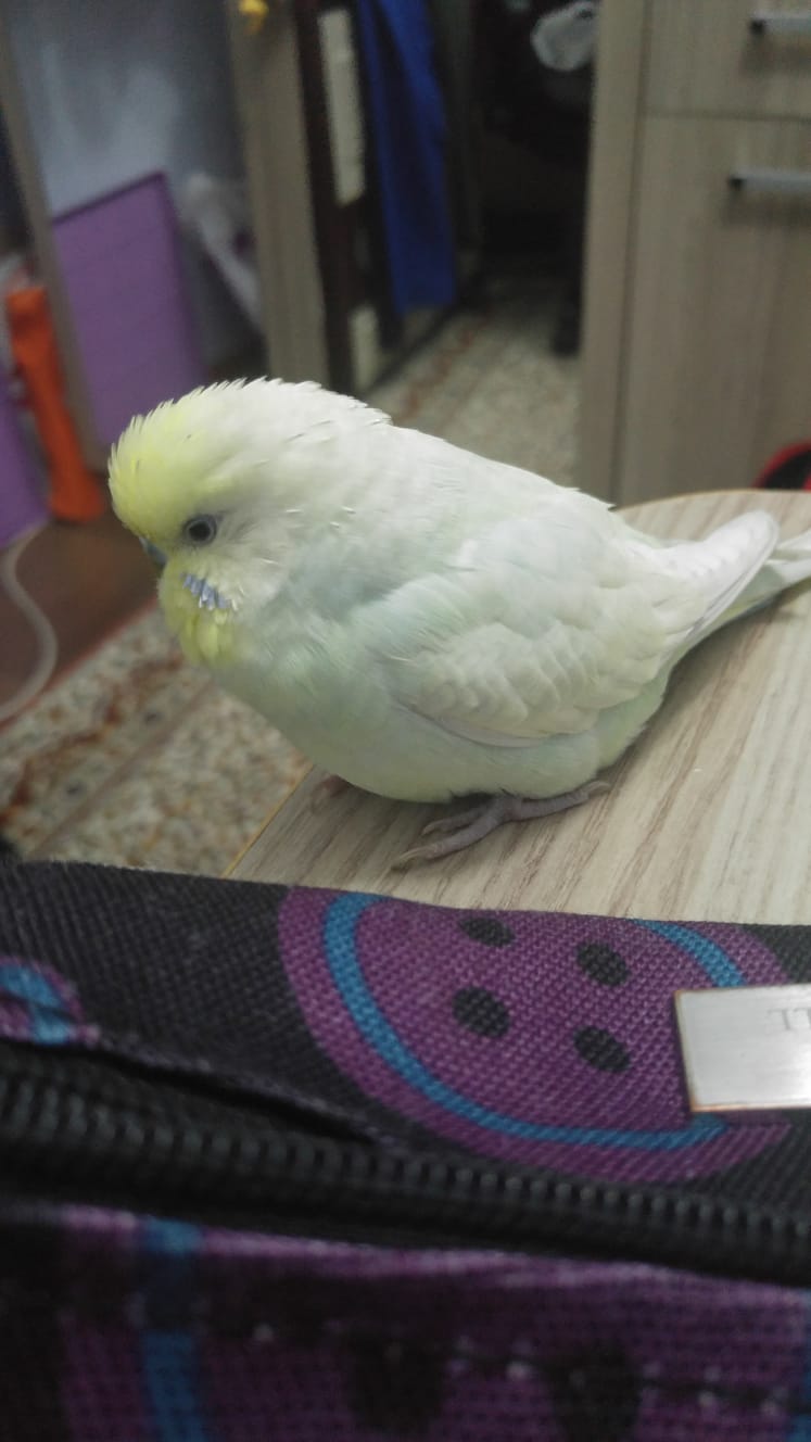 Yildirim Bursa Muhabbet Kusum Kayboldu Ilani 653 Goren Duyan