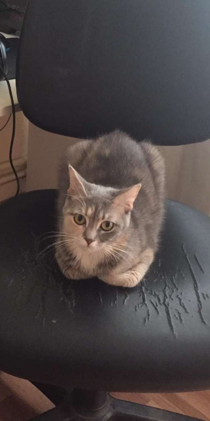 Ankara kayıp kedi Gören Duyan