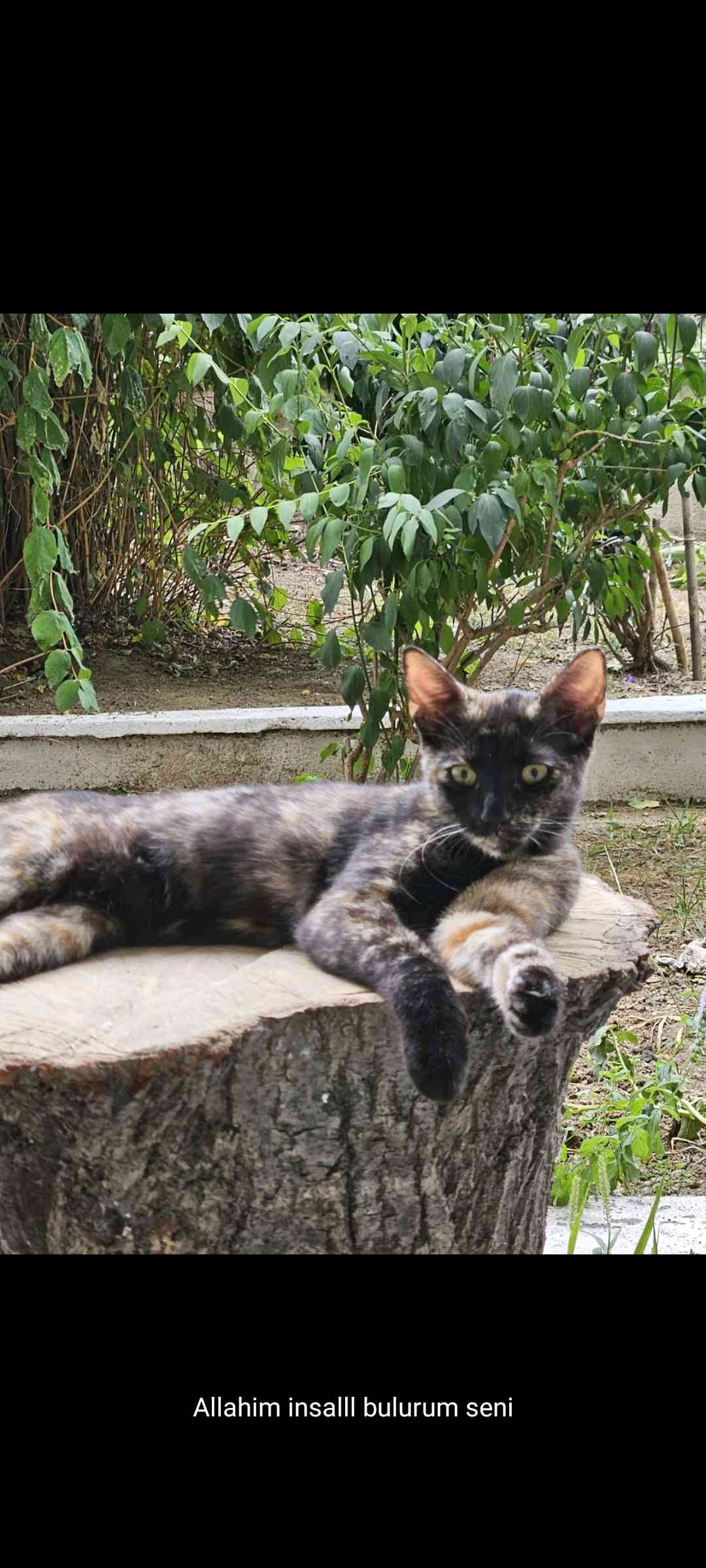 Şişli Ortaklar Caddesi Kayıp kedi marta
