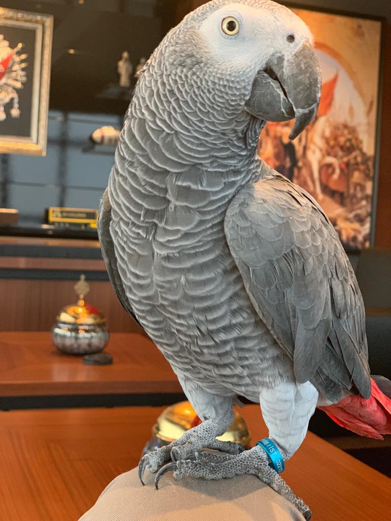 kayip jako papagan ilani 560 goren duyan