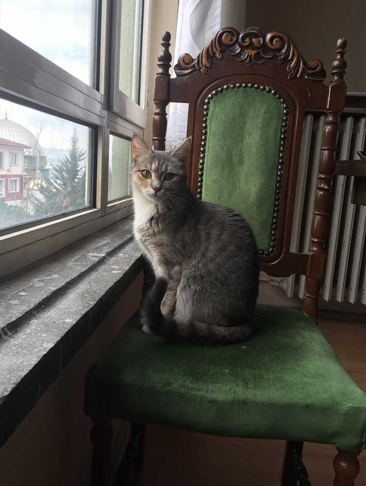 kayıp kedi ankara