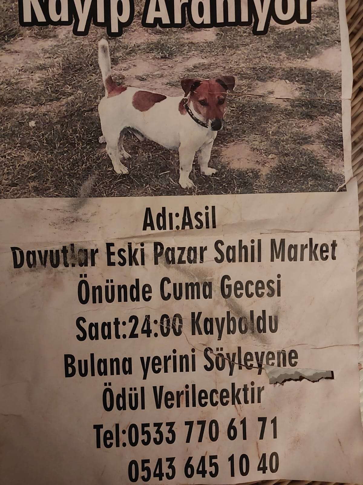 Oğlum ASİL'i arıyorum