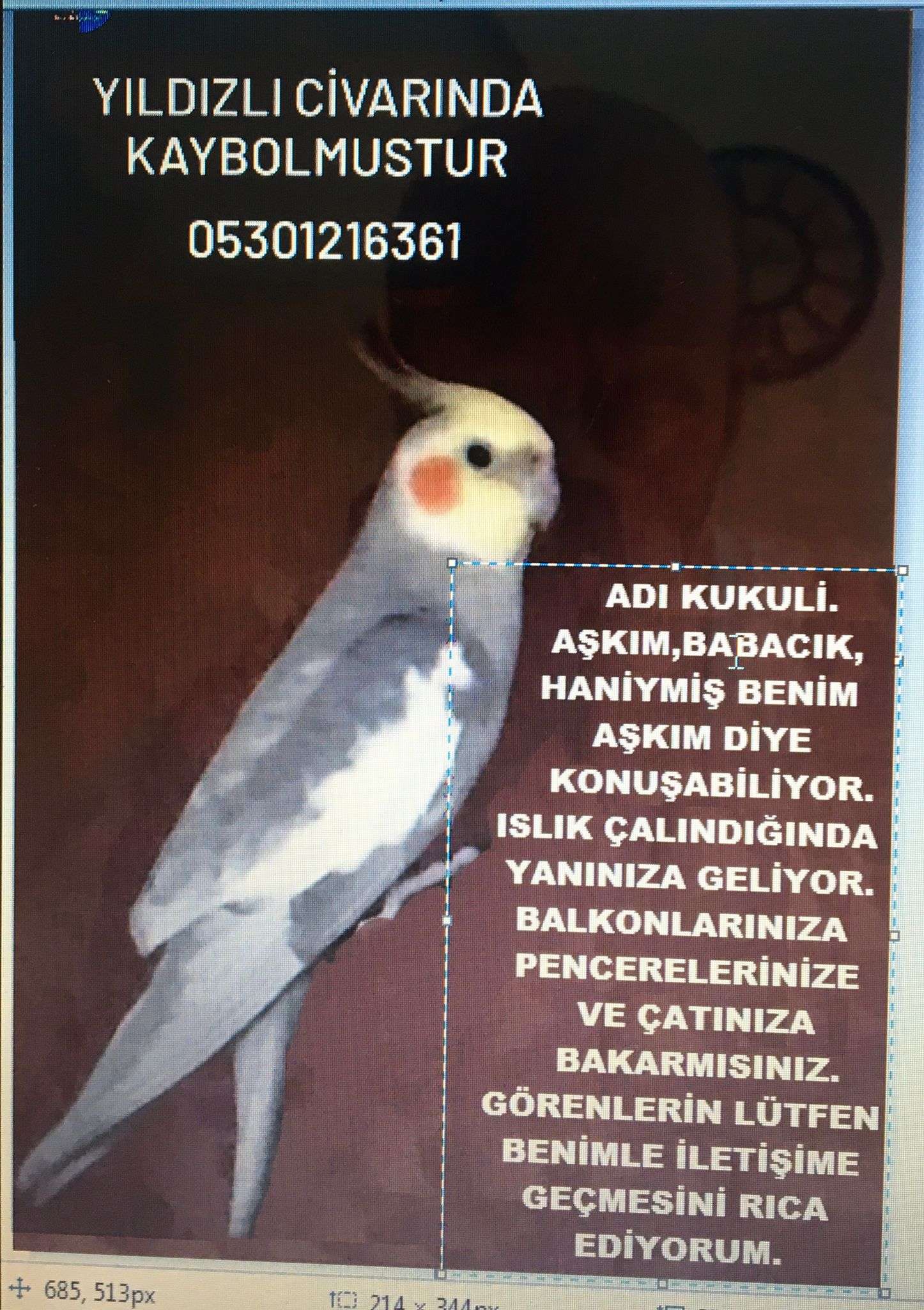 Trabzon yıldızlı da sultan papağanı kayboldu