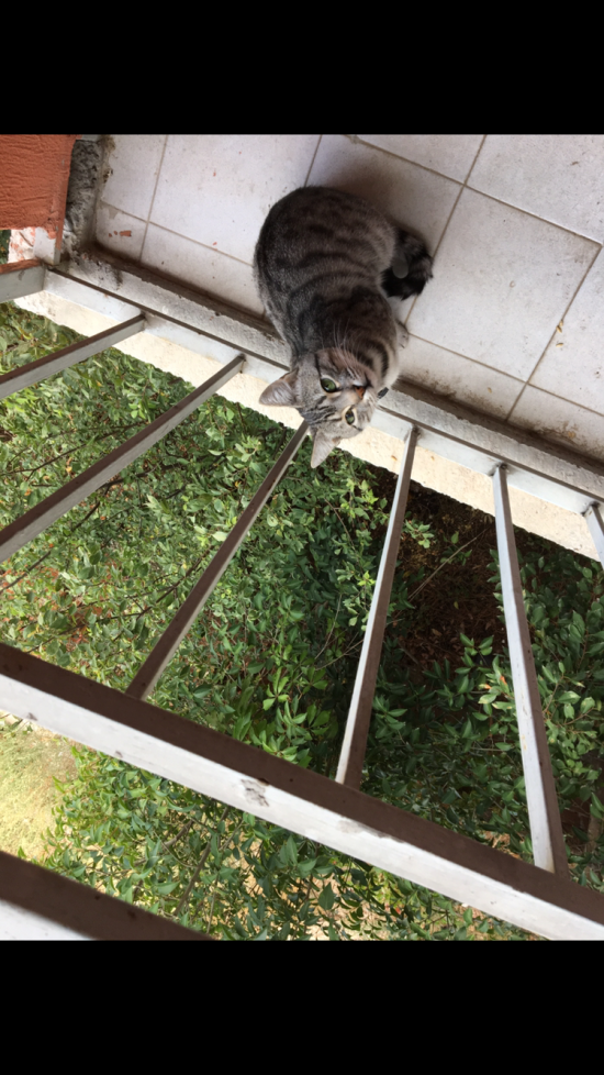 Eskişehir Büyükdere 4 Yaşında Kedi Kayıp