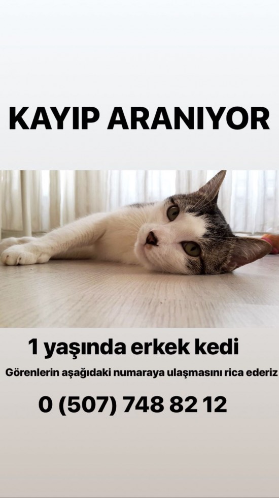 Bursa / Nilüfer - Görüklü'de Kedim Çaki Kayboldu