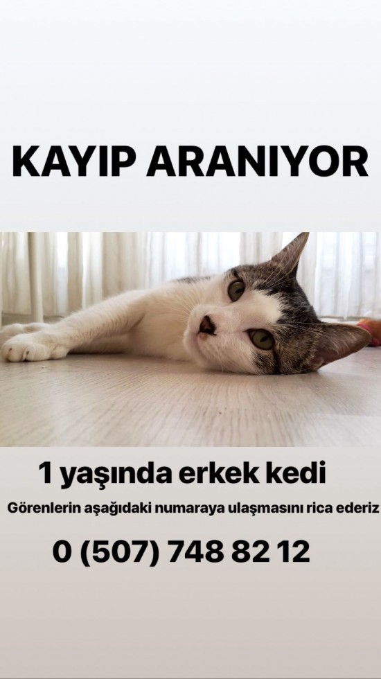 Kedi Kayıp Ilanı