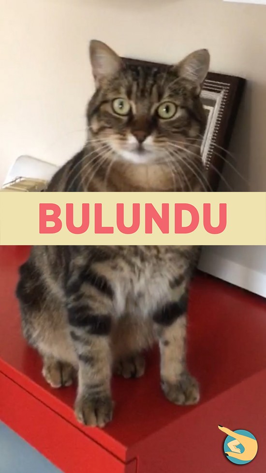 BULUNDU - İstanbul Gülbahar Mah. Kedim Kayboldu!