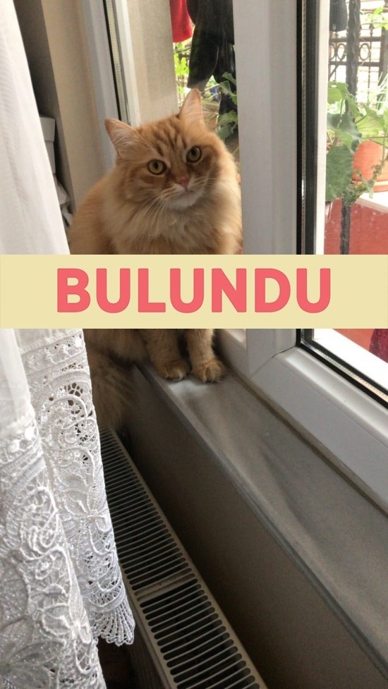 İstanbul Bağcılar Kirazlı'da Kedim Kayboldu