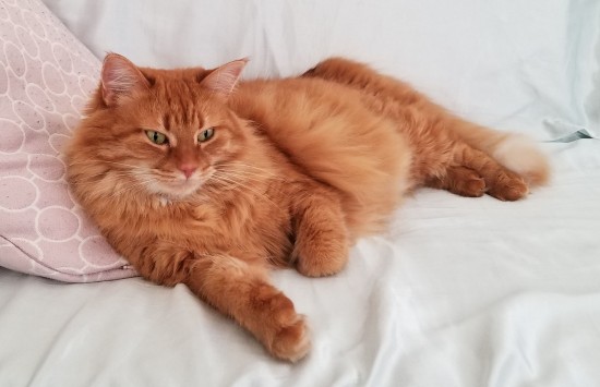 Bursa Karacabey Karayolunda trafik kazası sonrası kedim kayboldu