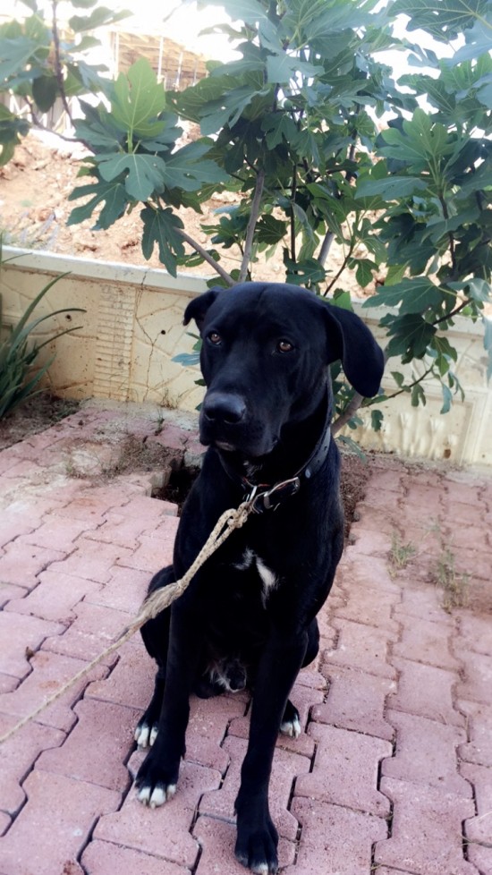 Antalya Muratpaşa Ermenek mahallesinde köpeğim kayboldu!!!!